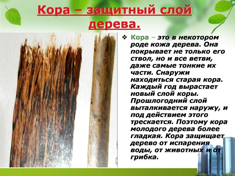 Каменная кора дерева