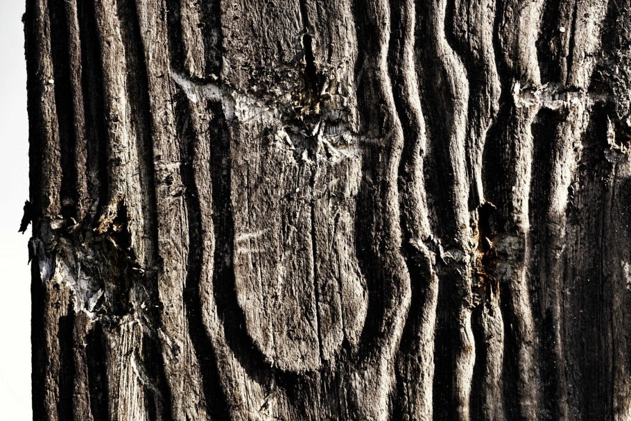 Кора дерева