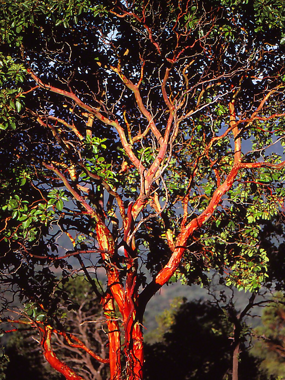 Тополь бальзамический кора