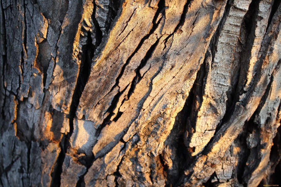 Морозобоины коры плодовых деревьев