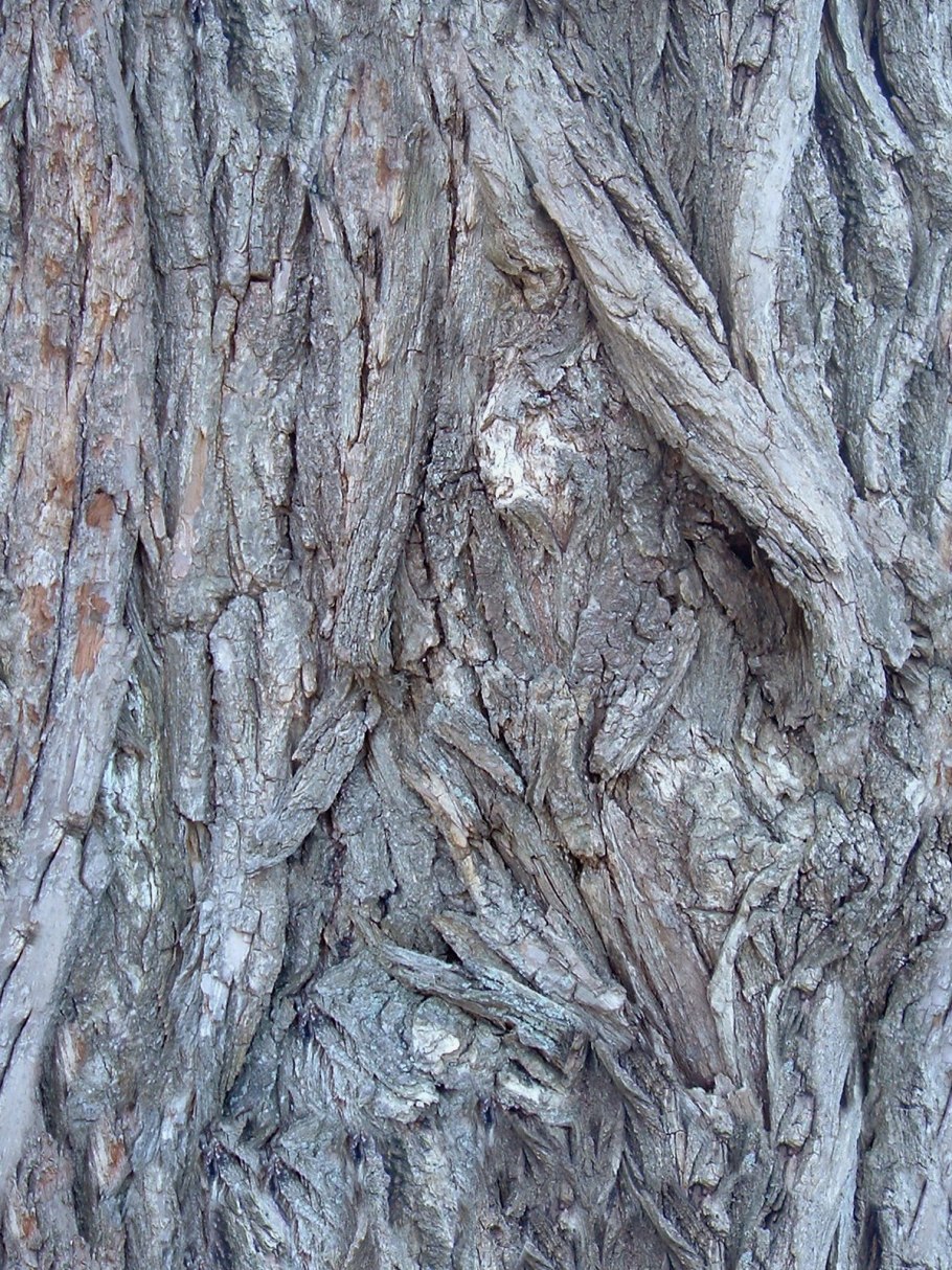 Узор Tree Bark