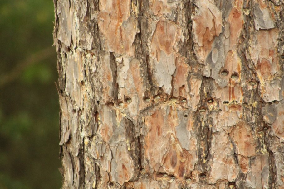 Текстура ствола дерева