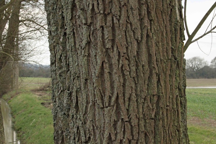 Текстура коры сосны