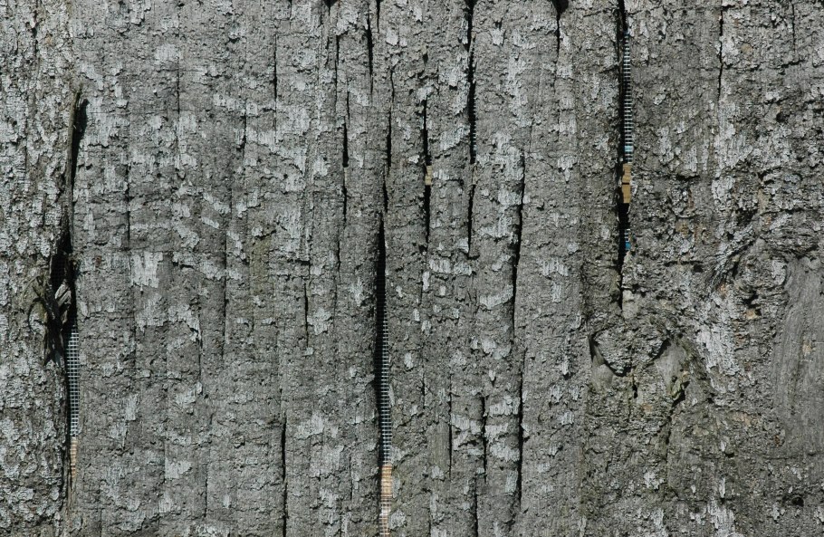 Внутреннее строение стебля древесина