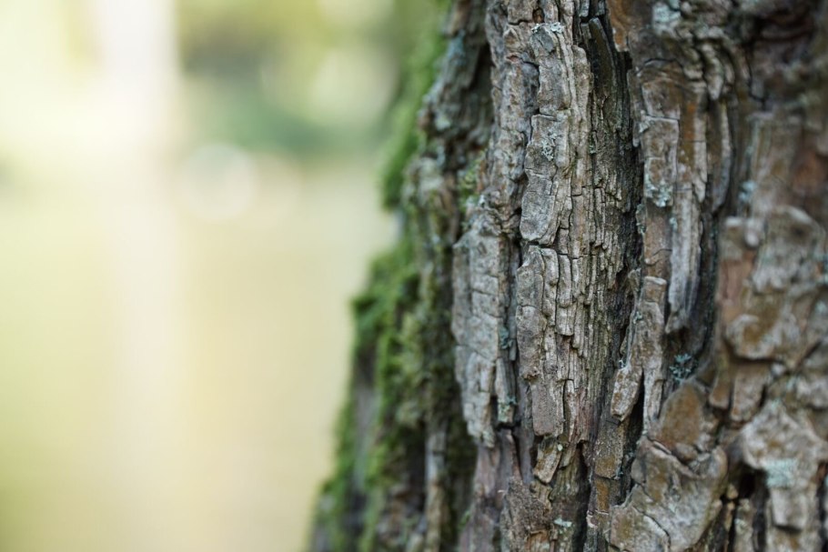 Функция коры дерева