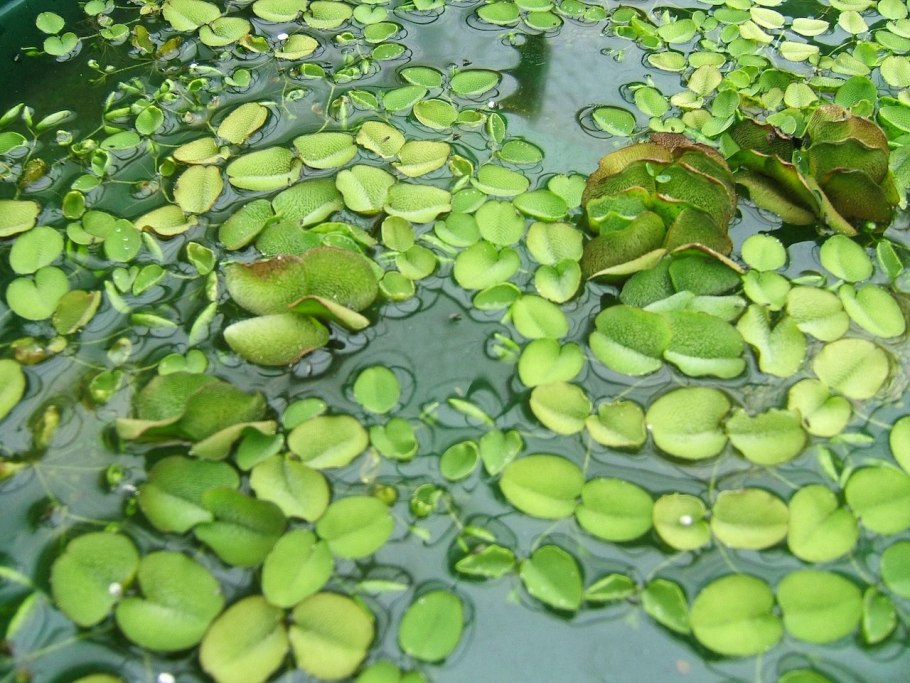 Сальвиния ушастая