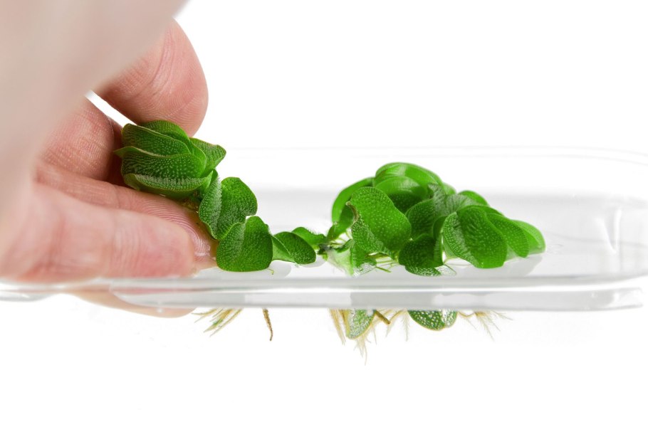 Водный папоротник Сальвиния