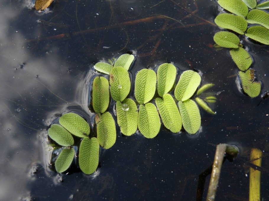 Сальвиния ушастая