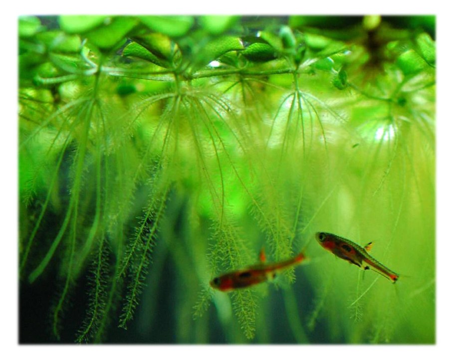 Сальвиния аквариумное