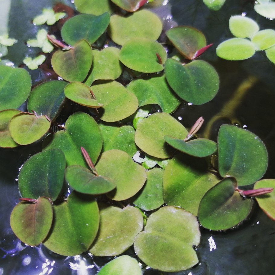 Клобучковая Salvinia cucullata