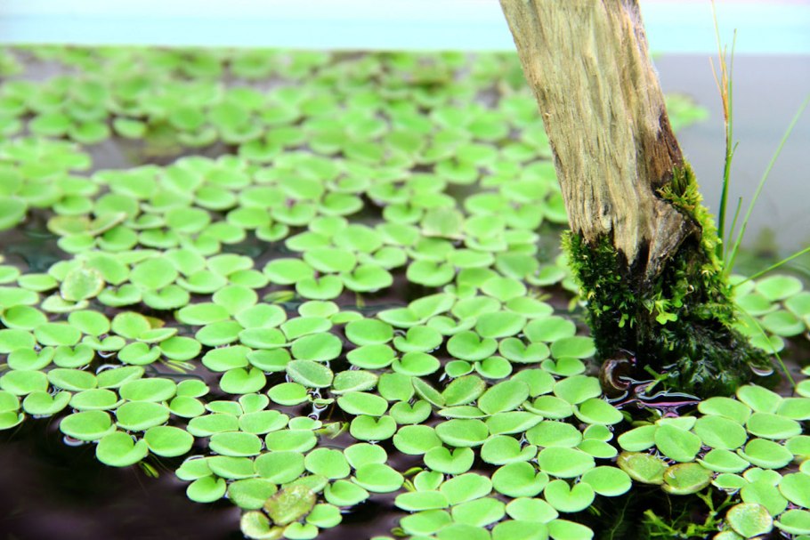 Сальвиния плавающая