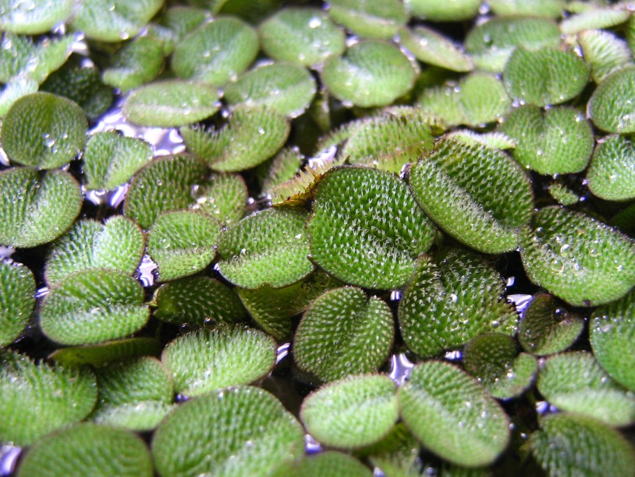 Папоротник Сальвиния