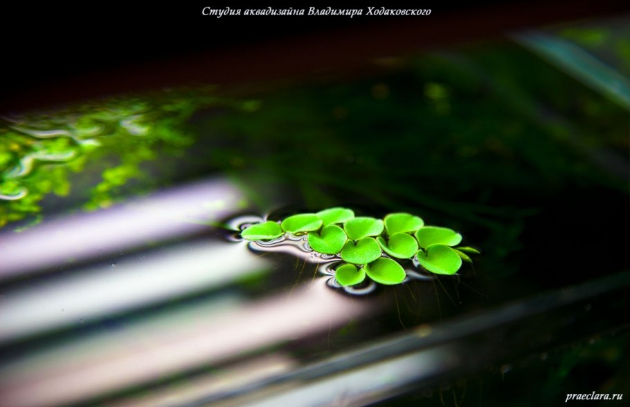 Папоротник Сальвиния