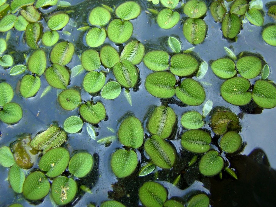 Salvinia auriculata