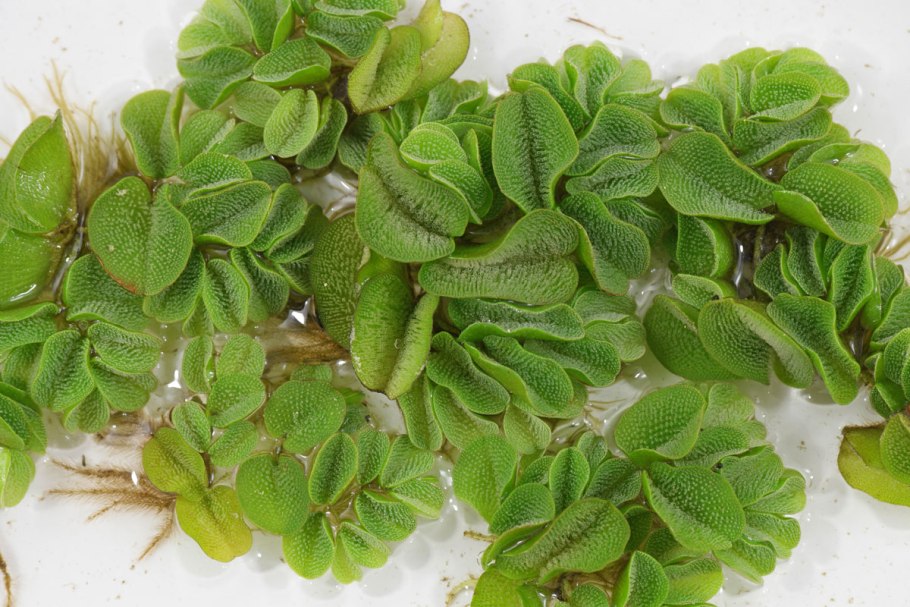 Сальвиния плавающая