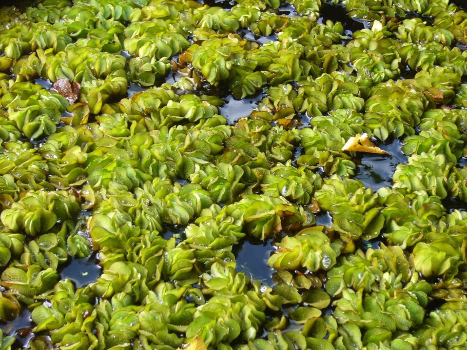 Папоротник Сальвиния