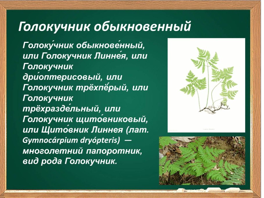 Голокучник Линнея