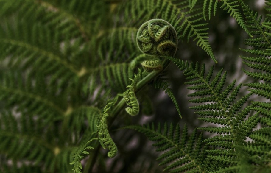 Polypodium virginianum