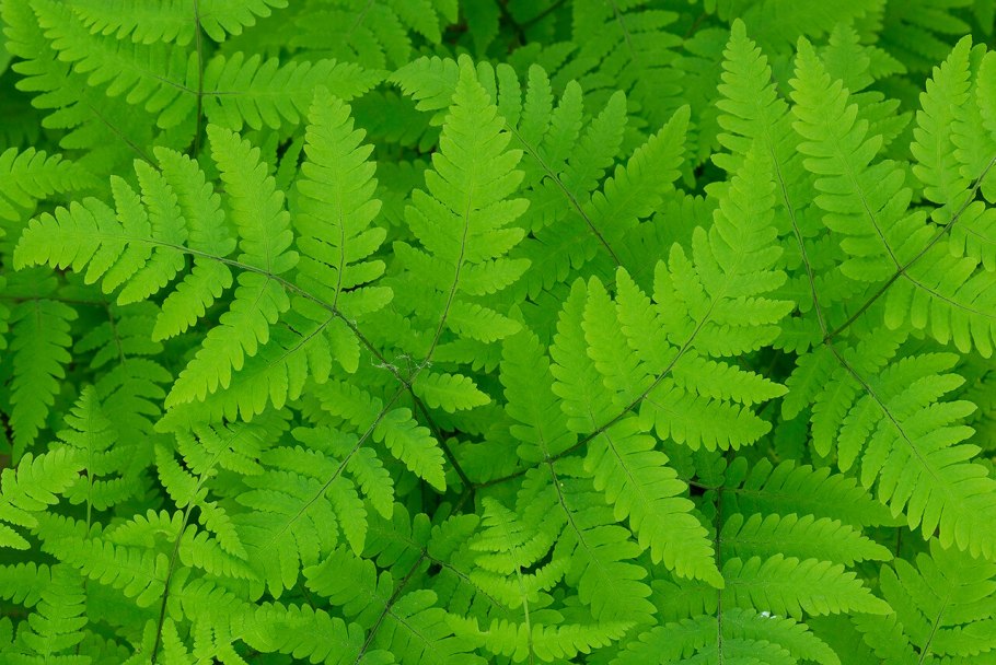 Голокучник обыкновенный