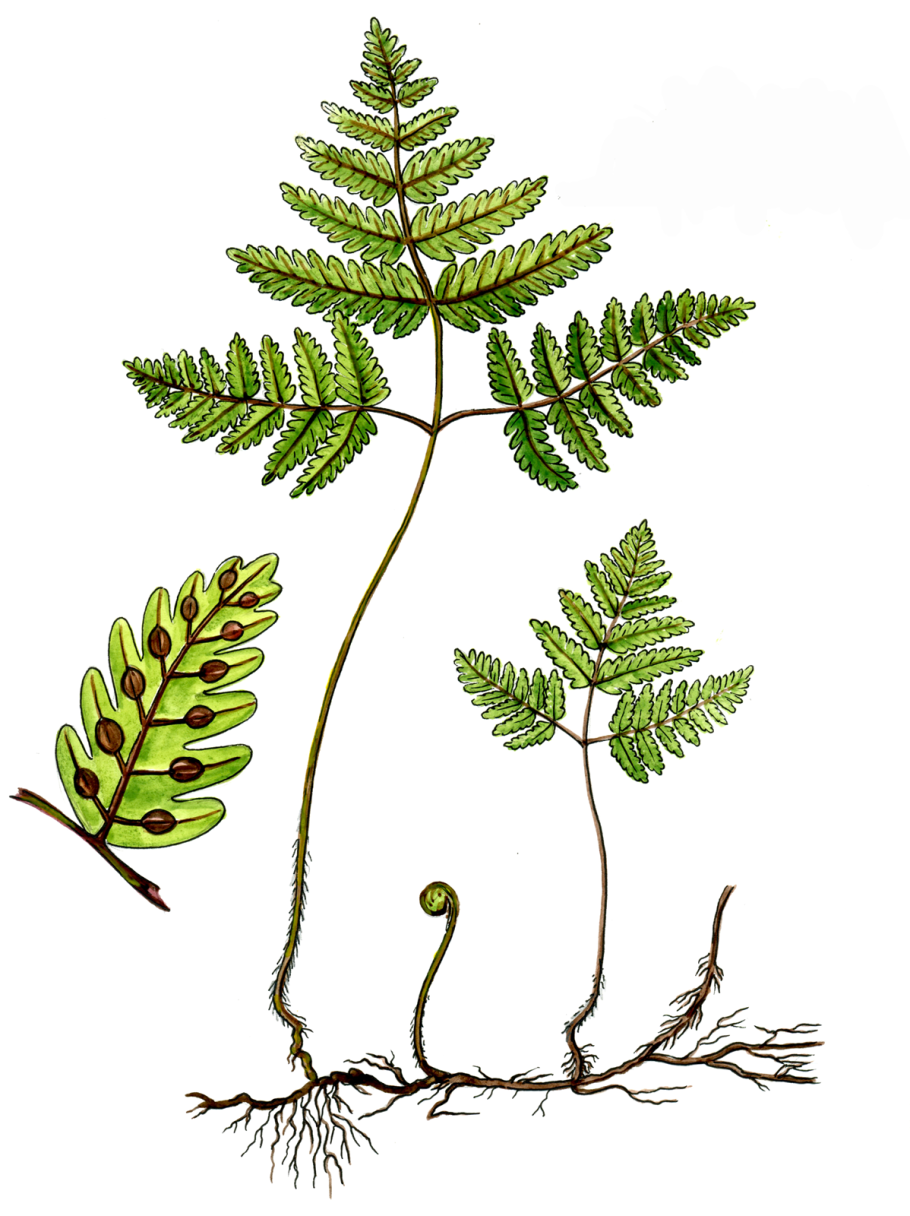 Щитовник картузианский