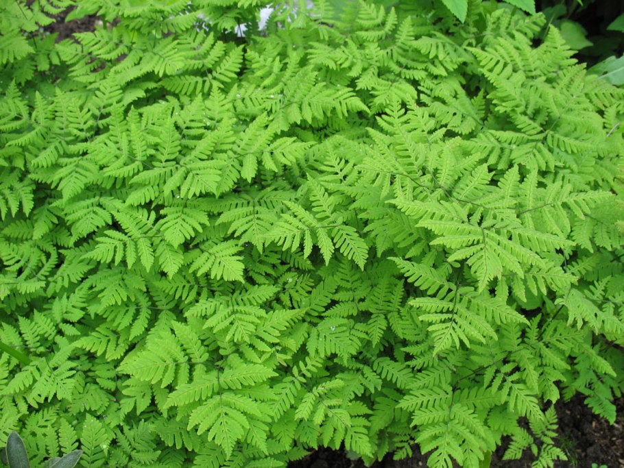 Орляк обыкновенный ядовитый