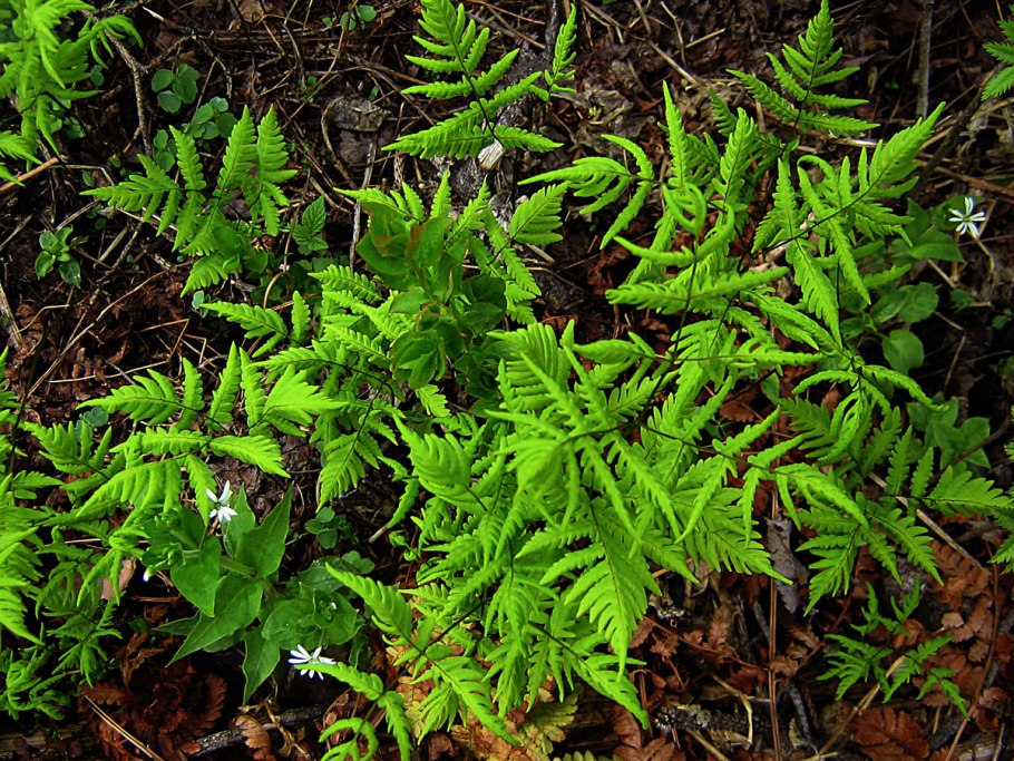 Папоротник Голокучник Роберта