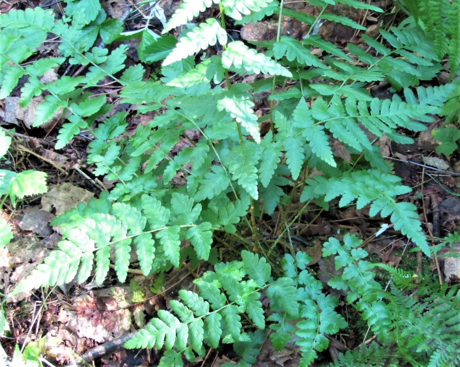 Голокучник континентальный