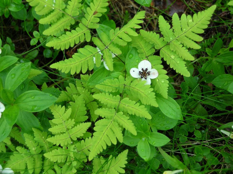 Голокучник Линнея сорусы