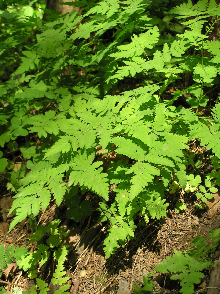 Папоротник Голокучник Линнея