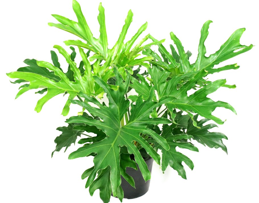 Philodendron selloum