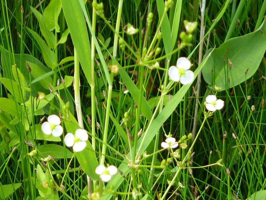 Ежеголовник злаковый Sparganium gramineum Georgi