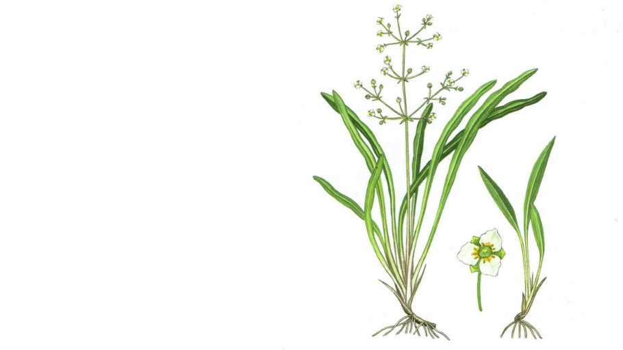 Частуха Валенберга - alisma Wahlenberg