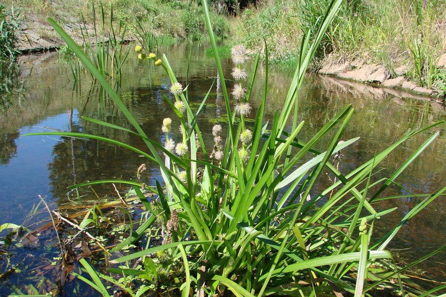 Берега Лиманов камыш рогоз