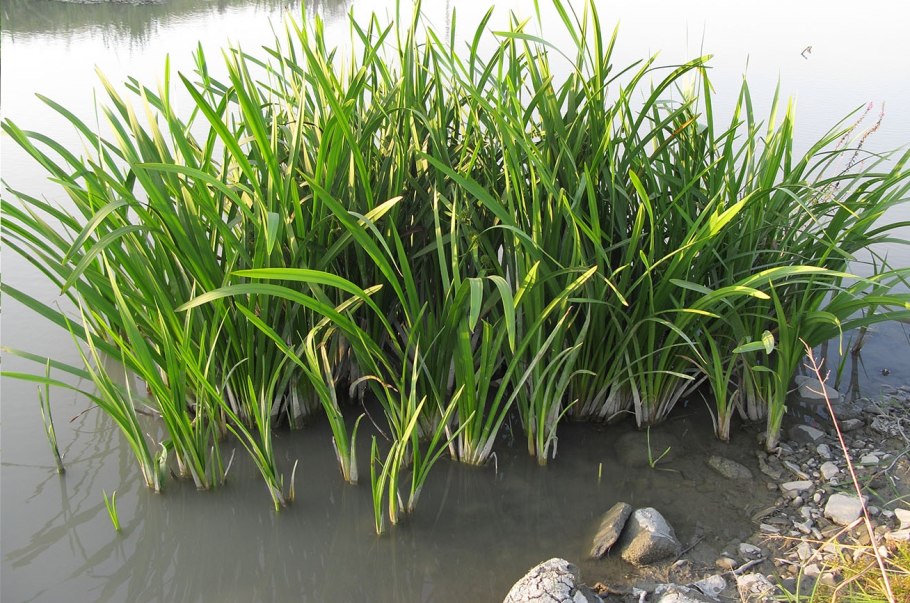 Ежеголовник узколистный