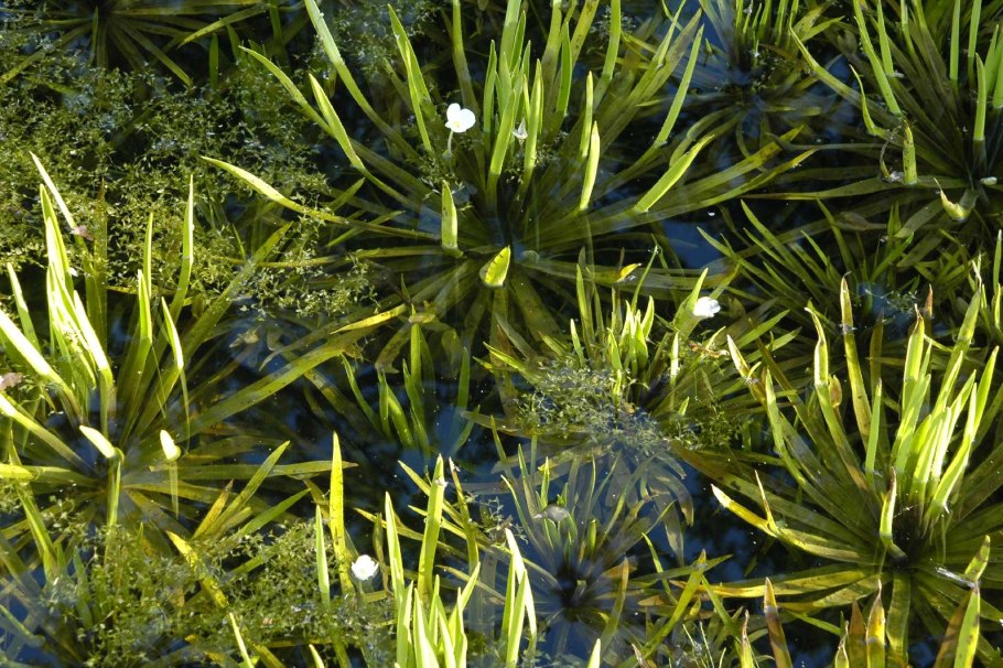 Sagittaria Natans Pall. - Стрелолист плавающий