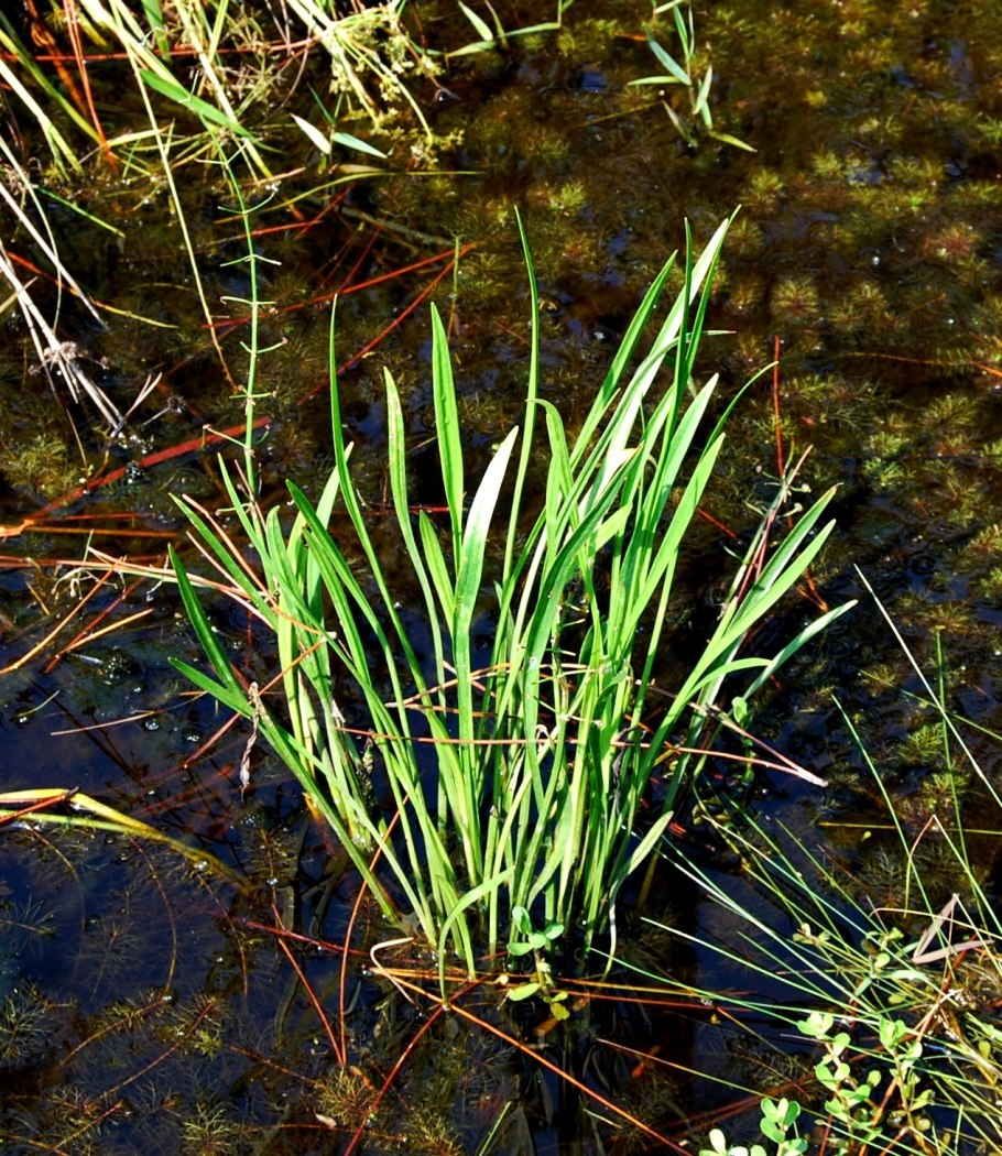 Стрелолист – Sagittaria