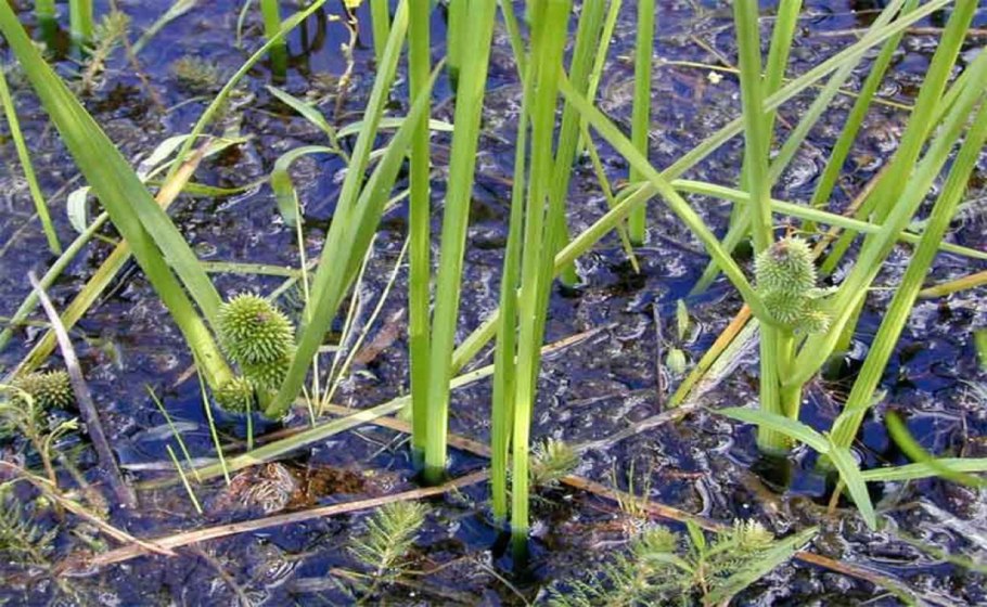 Водные растения водные растения камыш рогоз тростник