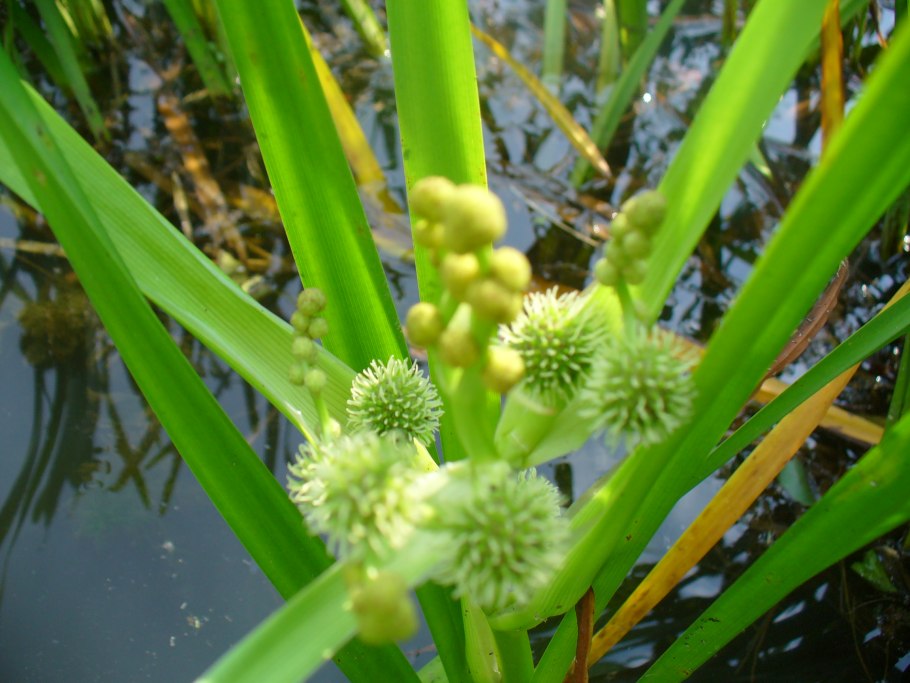 Стрелолист обыкновенный «Flore pleno»