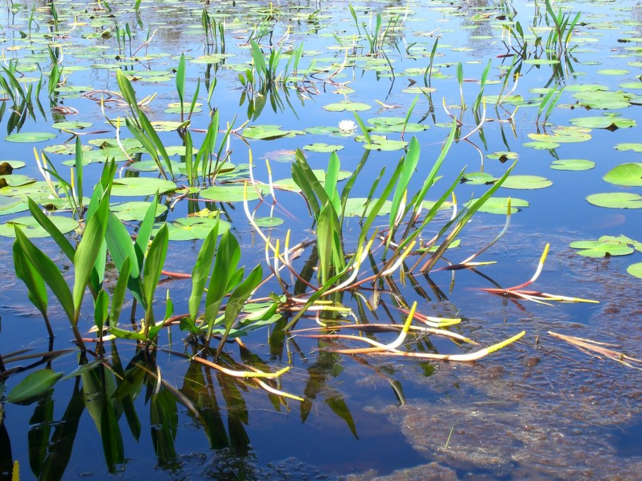 Растение с листьями в форме стрелы