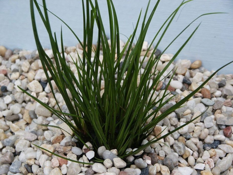 Болотное растение Сусак