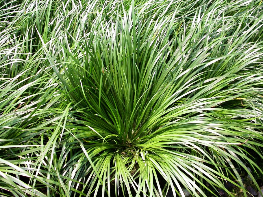 Частуха обыкновенная alisma Plantago Aquatica