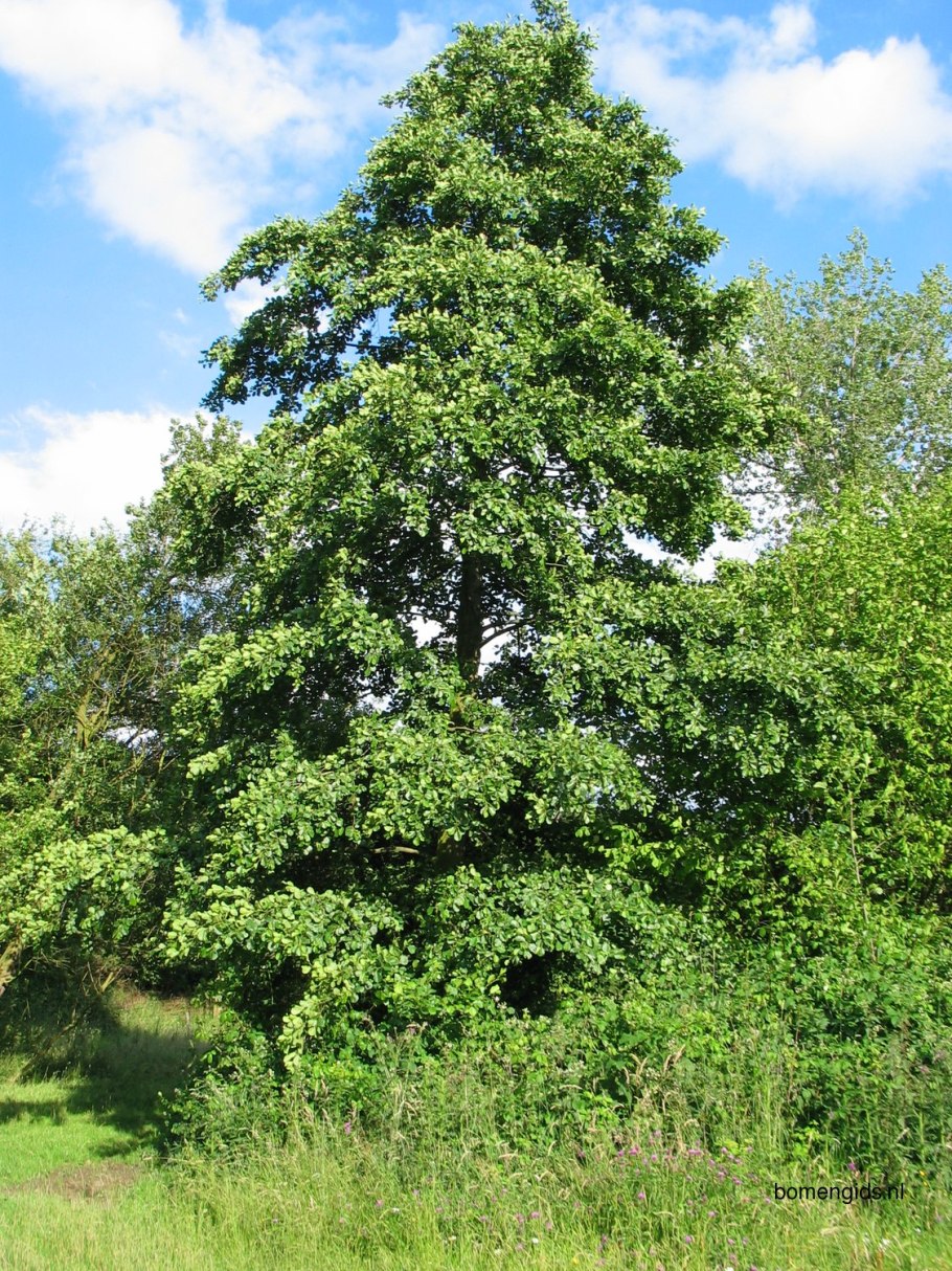 Alnus glutinosa (ольха европейская)
