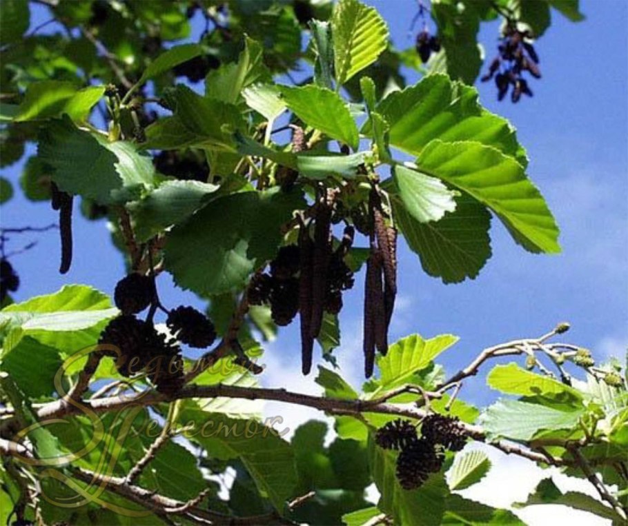 Ольха черная &#96;Империалис&#96; Alnus glutinosa &#96;Imperialis&#96;
