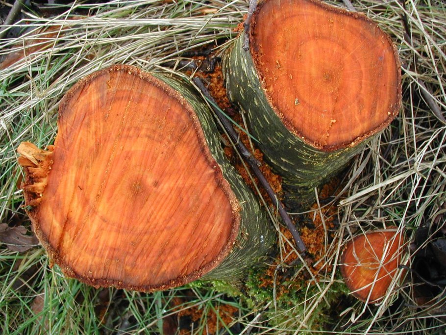 Иосиф Песнопевец, ольховые смотрины