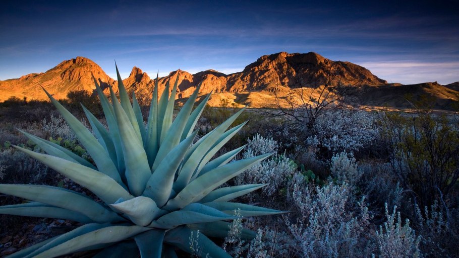 Аризона Агава