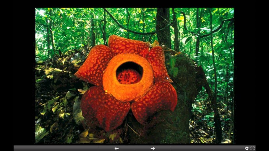 Кактусы Южной Америки