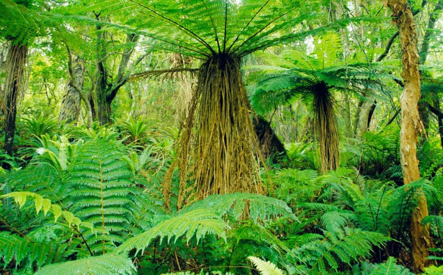 Эвкалипт macrocarpa