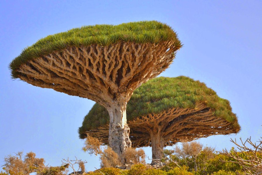 Ярета в Южной Америке