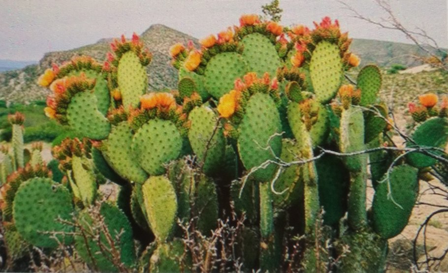 Пустыня Сонора Пейот