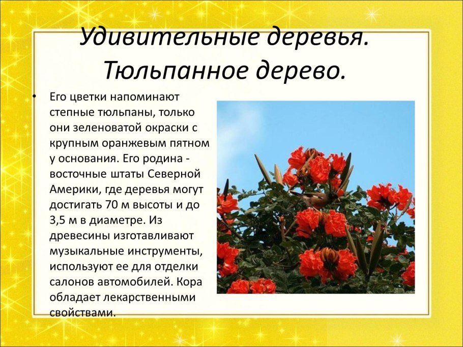 Ярета растение